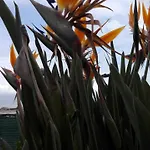Lägenhet Monocamera Con Terrazzogiardino -studette -zona Panoramica Posillipo